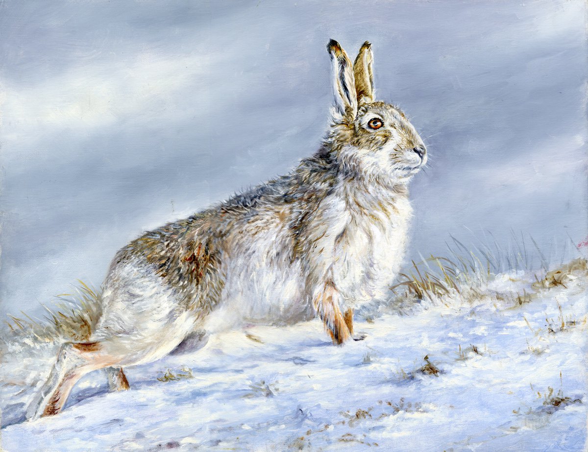 Photorealistic Animal Oil Painting By Una Hurst, 21 X 17", Mountain Hare Scotland, Original Artwork
