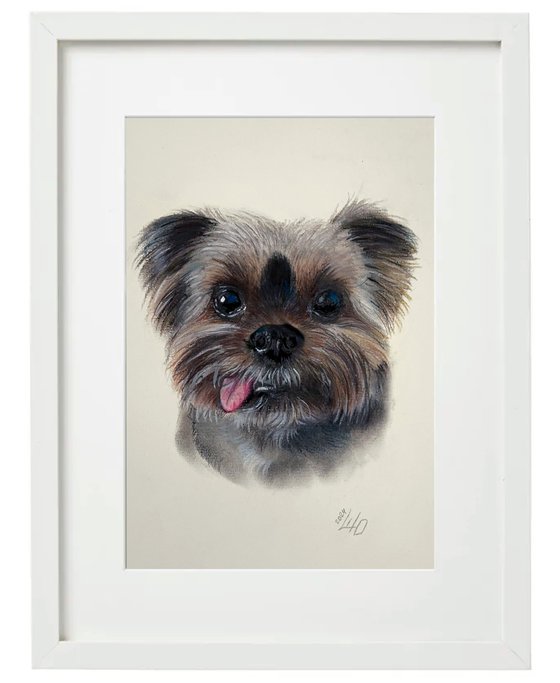 Yorkshire Terrier dog with Charming smile