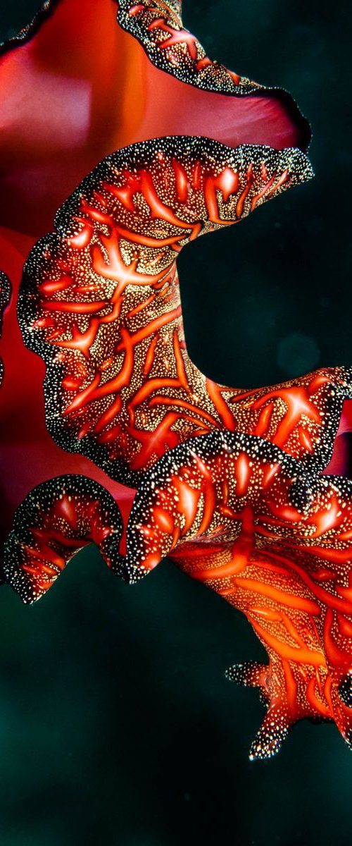 Spanish Dancer - Metal Print - Ready To Hang - Underwater Macro - Great Barrier Reef, Australia by Ilya Gusinski