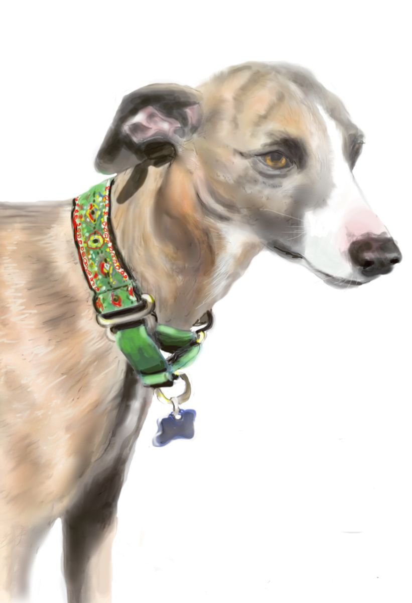 Willow the Whippet by Elizabeth Sidebotham
