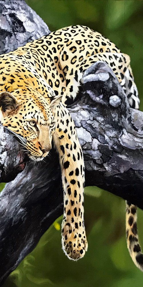 The predator is resting. The Leopard. by Kakajan Charyyev