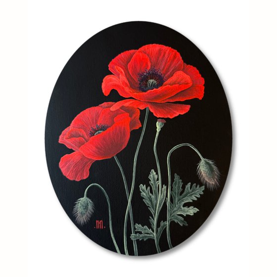 Papaver (Red Poppies)