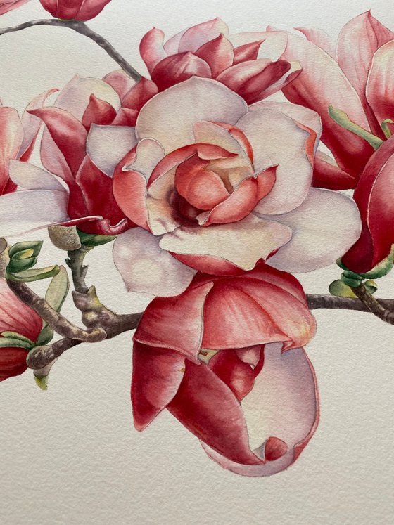 Tender magnolia. Original watercolor artwork.