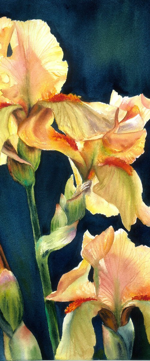 Light Of The Irises by Maryna Boiko