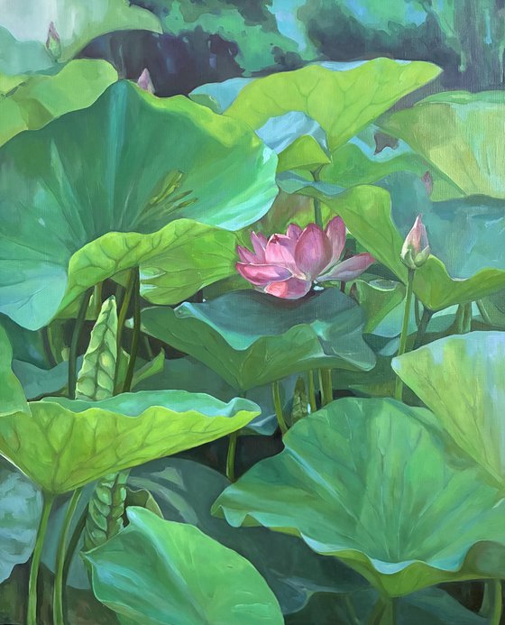 Blooming lotuses. Maturity