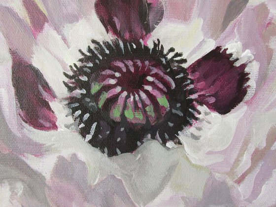 white poppy