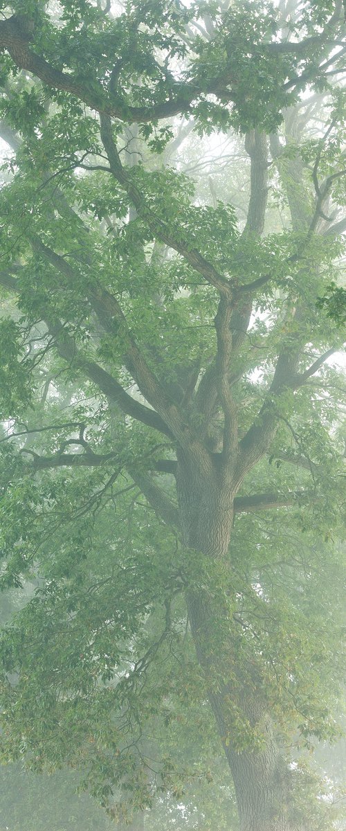 Old Oak in Fog by Ben Schreck