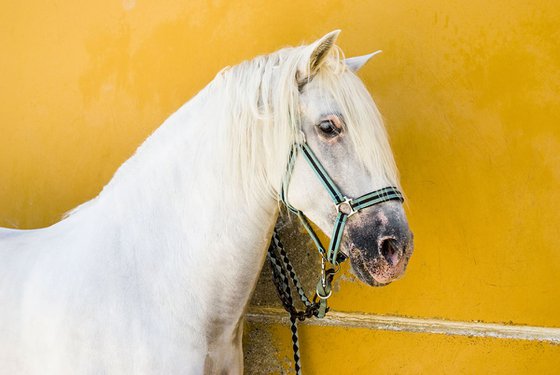 WHITE HORSE ON YELLOW