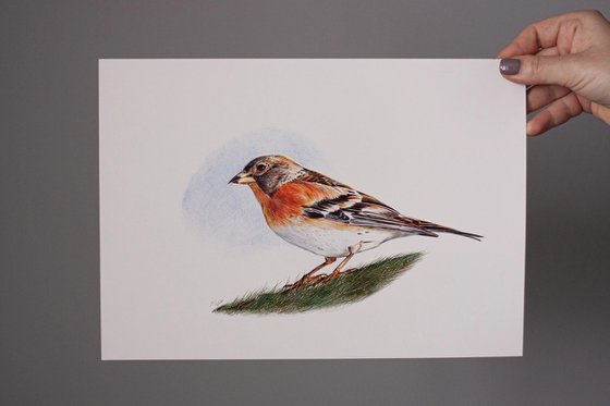 Birds Collection IX