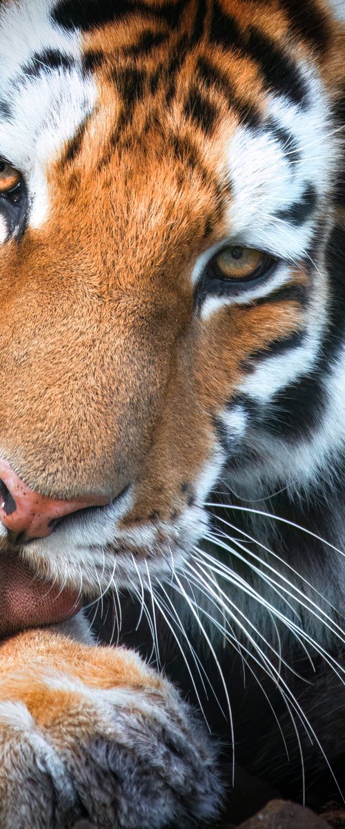 Grooming tiger by Paul Nash