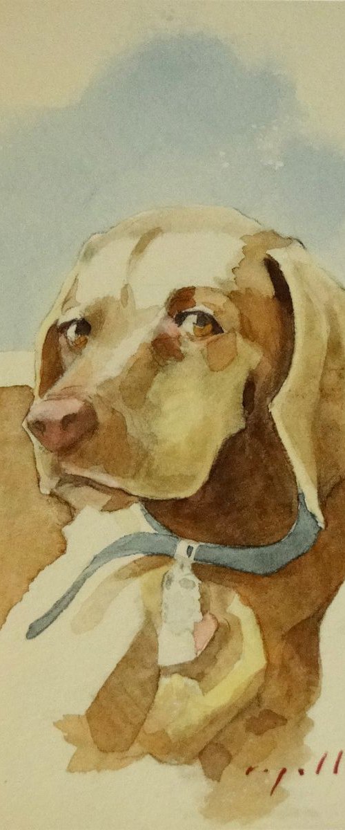 Brown Dog by Rick Paller