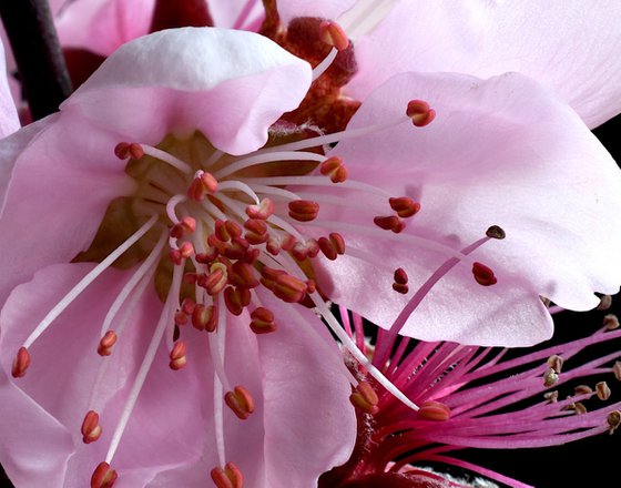 Spring Blossoms