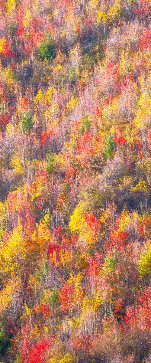 Autumn Wonderland by Nick Psomiadis