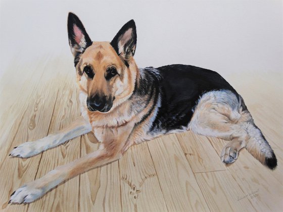 German Shepherd