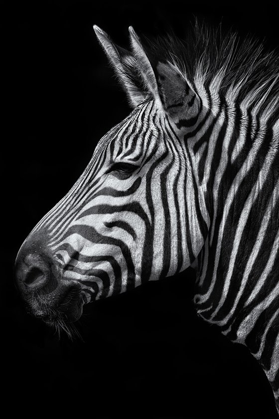 Zebra head