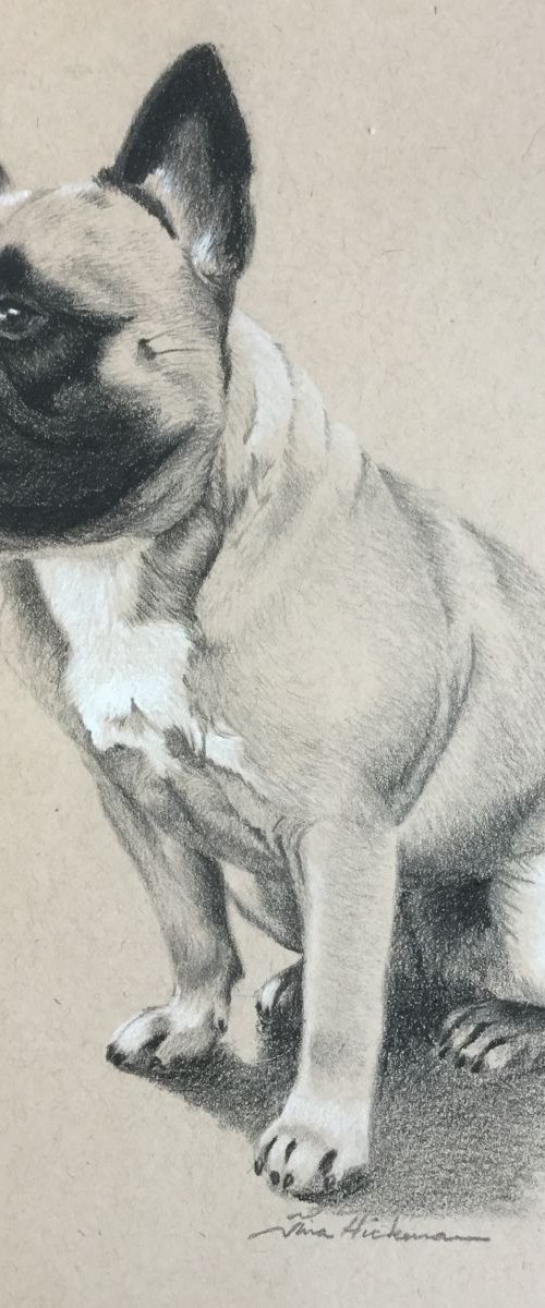 Frenchie by Tina Hickman