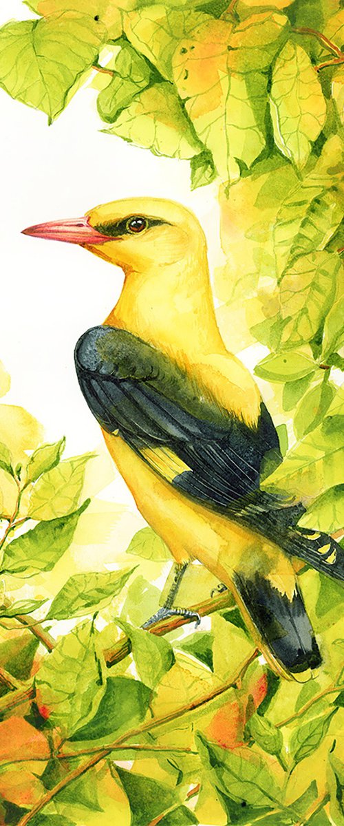 Golden Oriole by Karolina Kijak