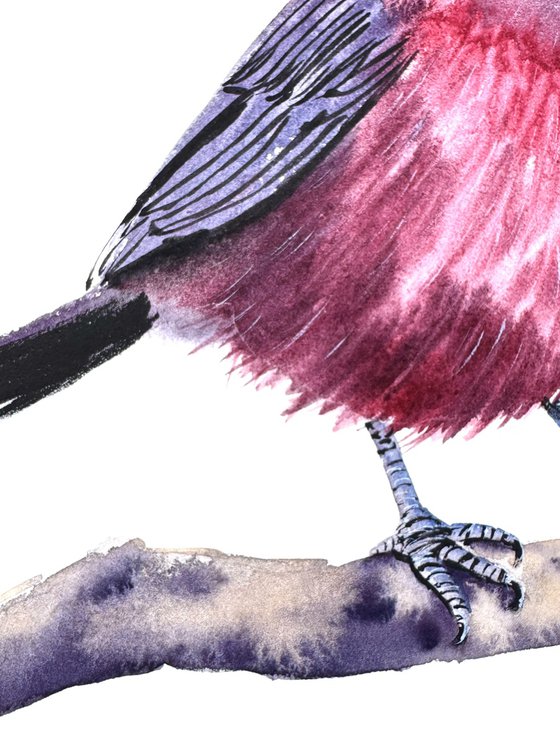 Red pileated finch Bird