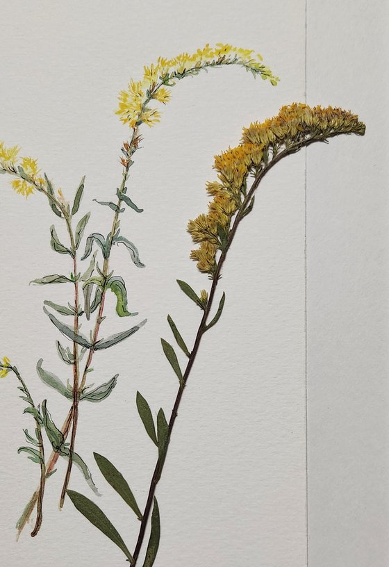 Goldenrod