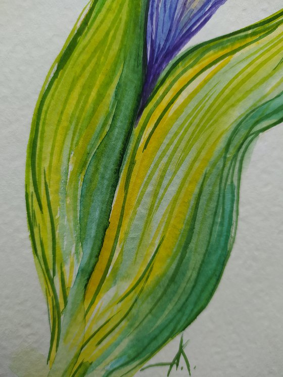 Summer colors - watercolor, iris, flowers, flower, graphics, violet flowers, watercolor flowers