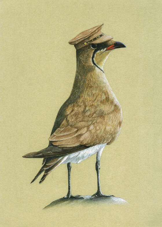 Original pastel drawing "Black-winged pratincole"