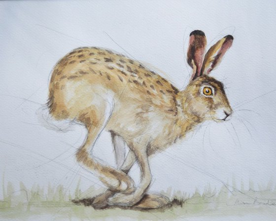 hare running