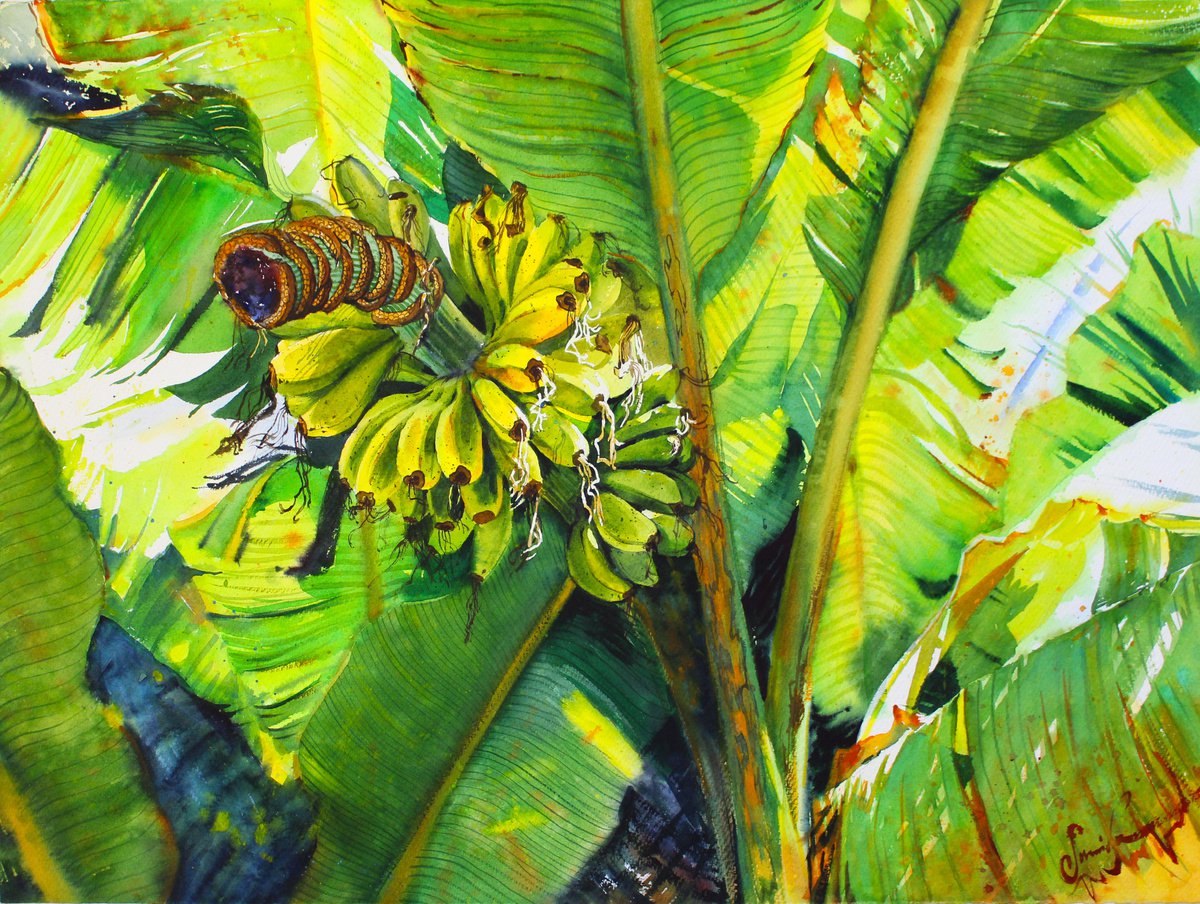 Impressionistic Botanical Watercolour By Samira Yanushkova, 30 X 22", Tropical Nature Bananas, Original Artwork