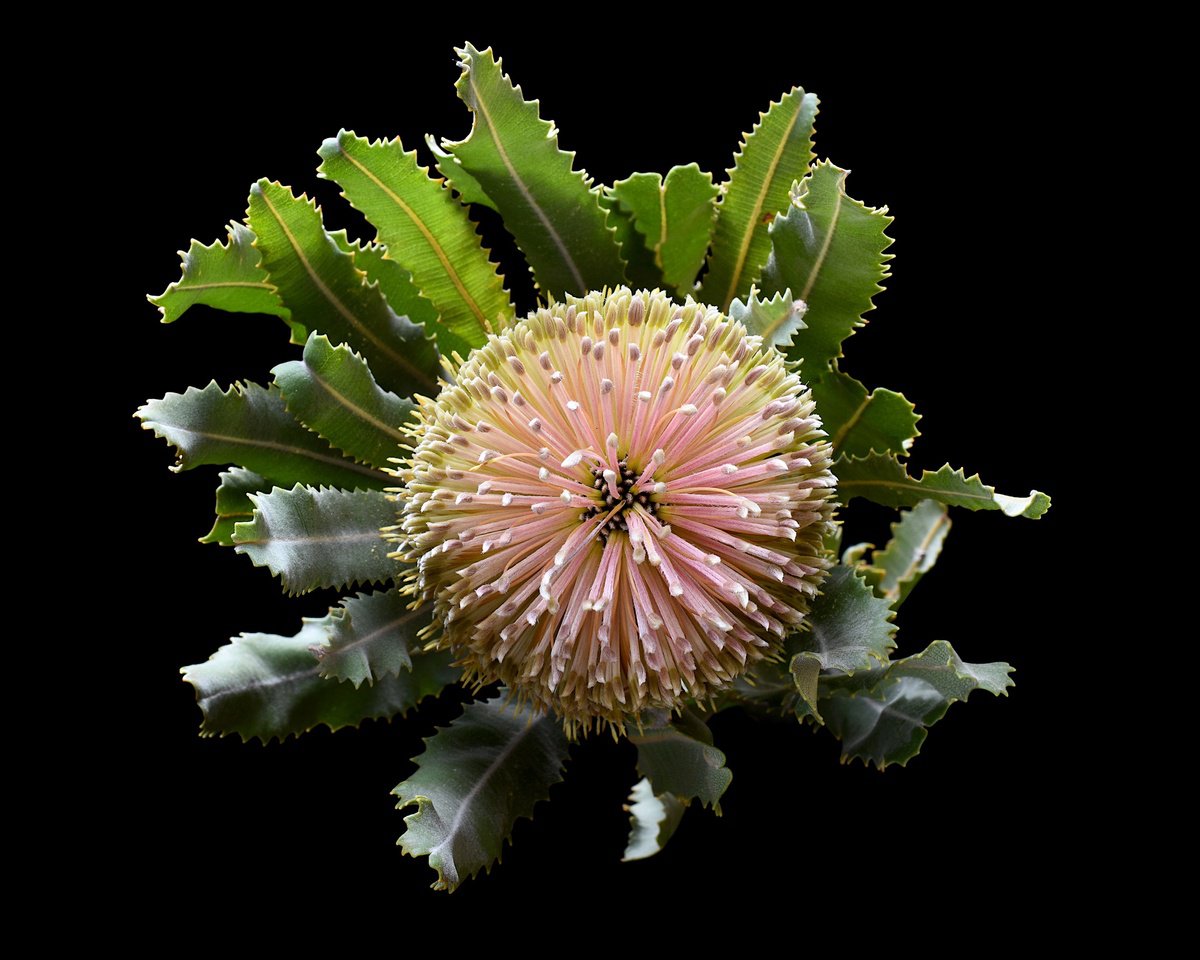 Botanical Photograph By Nadia Culph, 30 X 24", Banksia Flower, Original Artwork