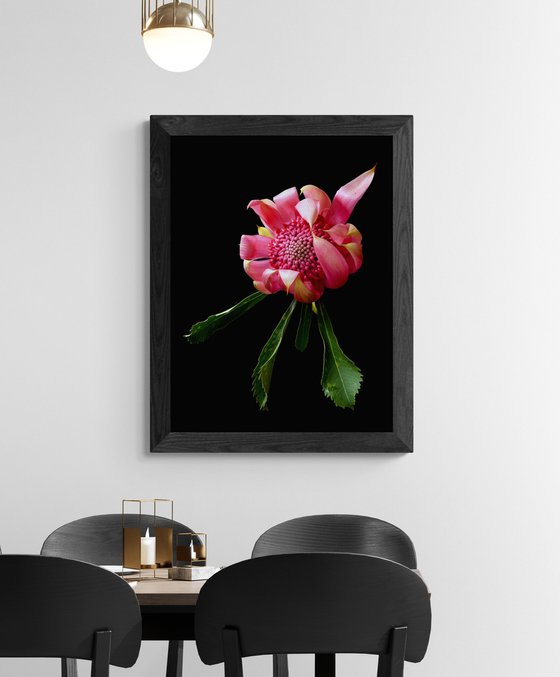 Pink Waratah - Shady Lady