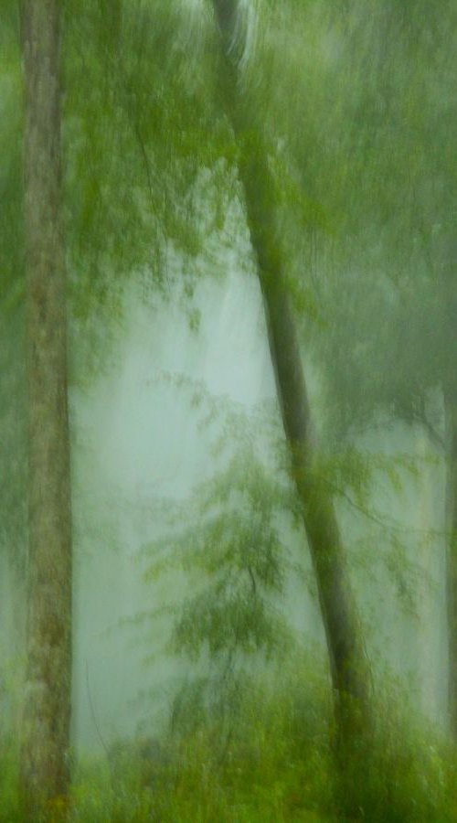 Arbres dans la brume.... by PHILIPPE BERTHIER