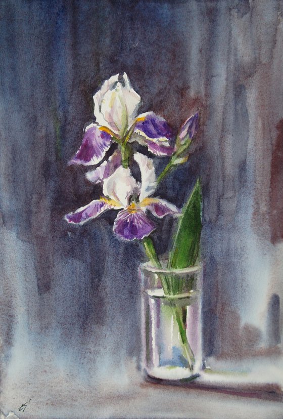 Irises. Rainy day.