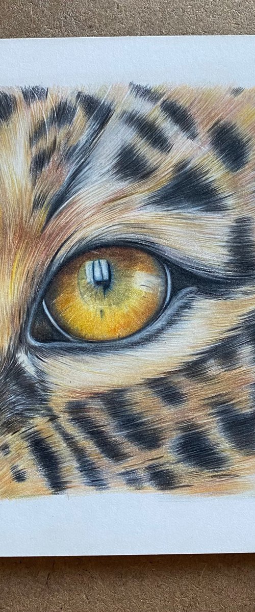 Jaguar eye study by Bethany Taylor