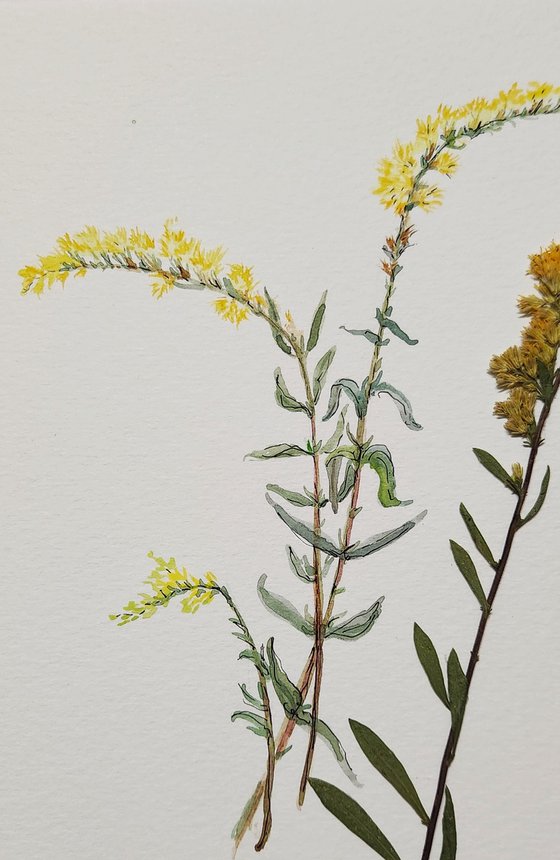 Goldenrod