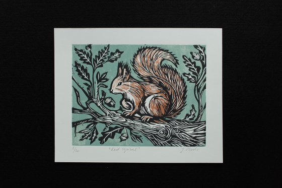 Red squirrel