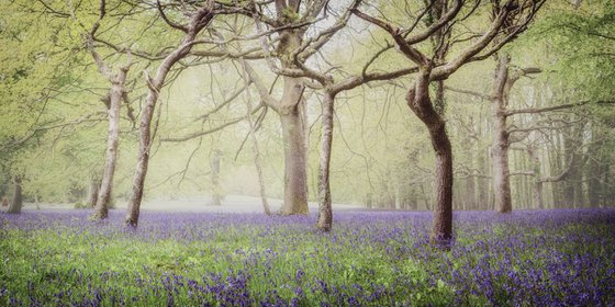 Bluebell Woodland