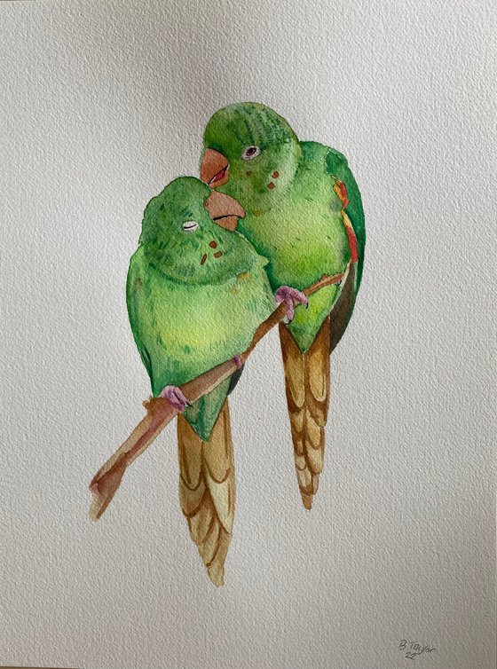 Parrots in love