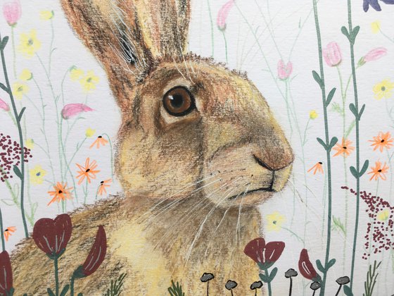 Hare in a flower meadow