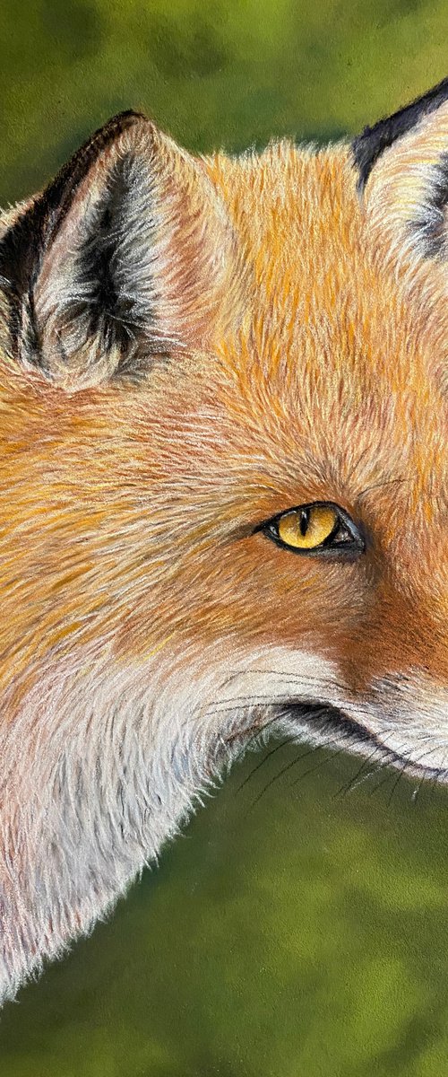 Fox by Maxine Taylor