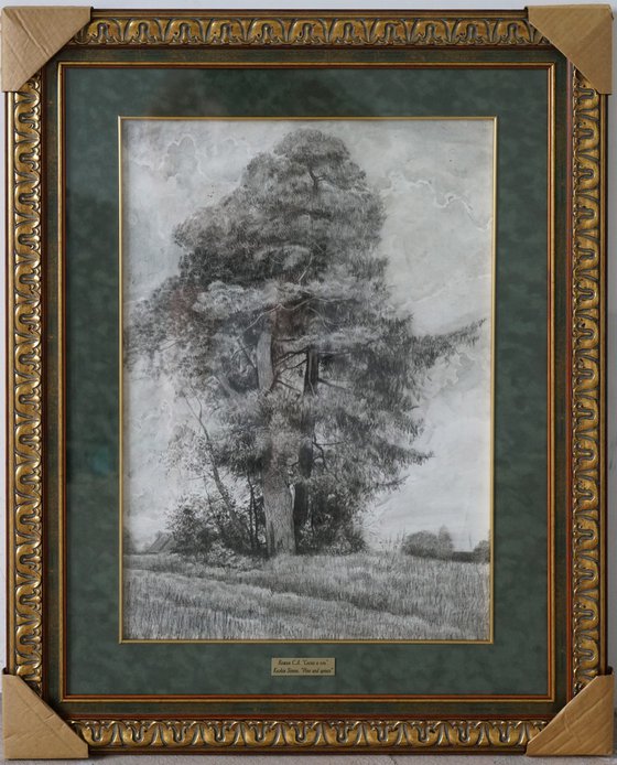 Pine and Spruce
