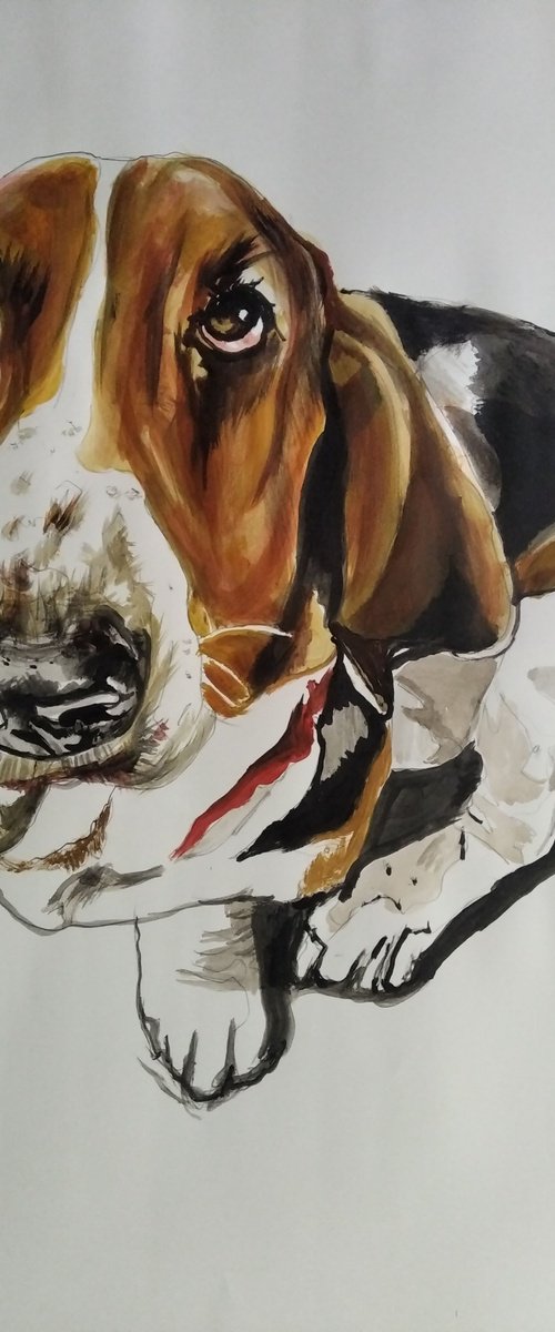 Bassethound by Soso Kumsiashvili