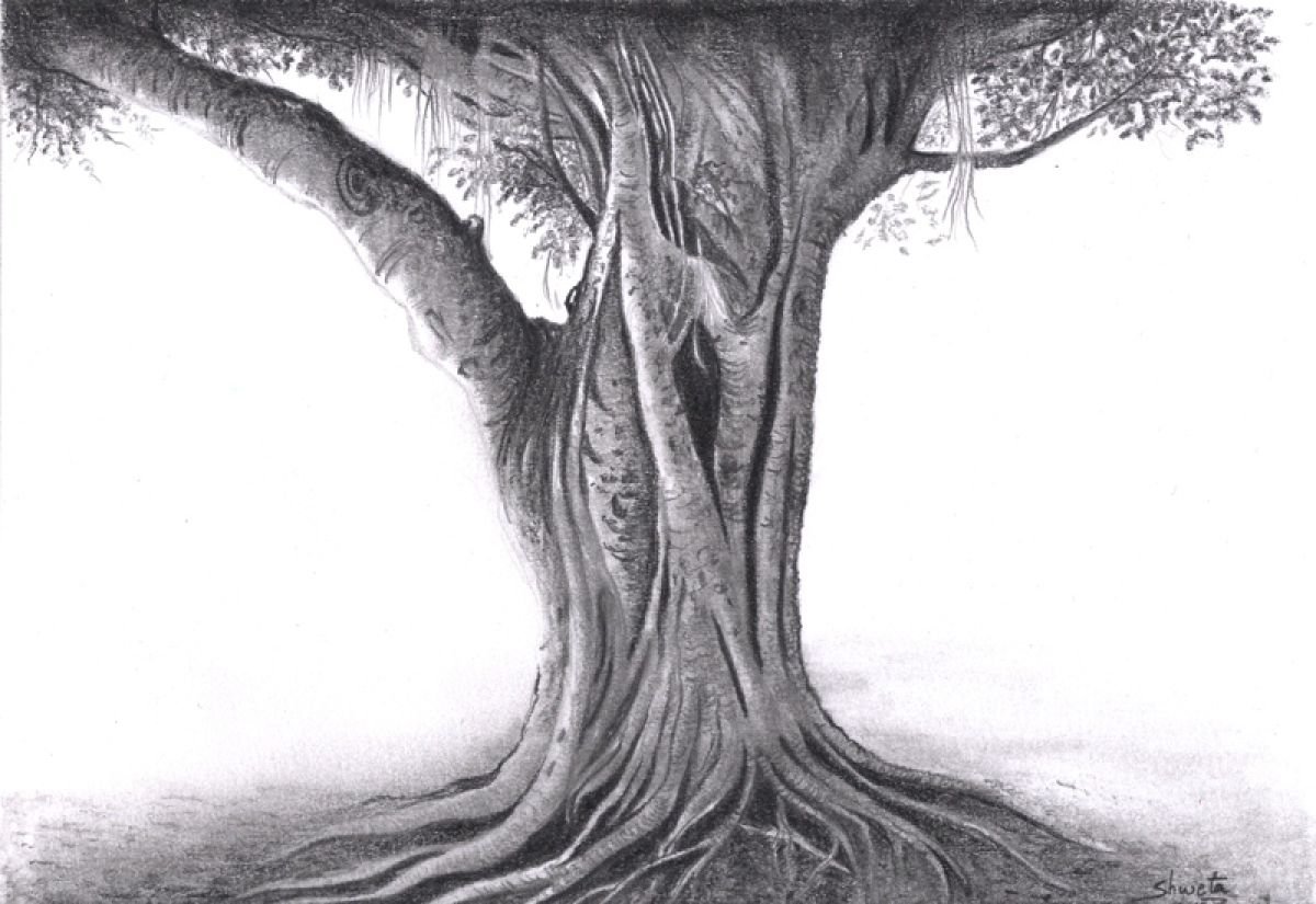 Banyan tree Pencil drawing by Shweta Mahajan | Artfinder