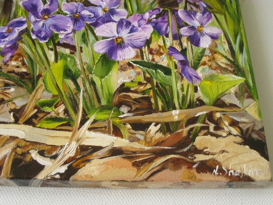 Violets in Spring Forest