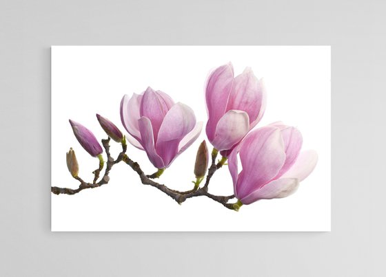 Saucer Magnolia