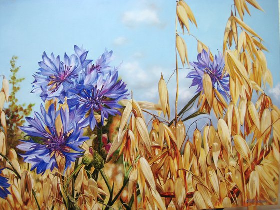 Blue Cornflowers in Field