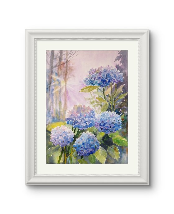 Blue Hydrangeas flowers