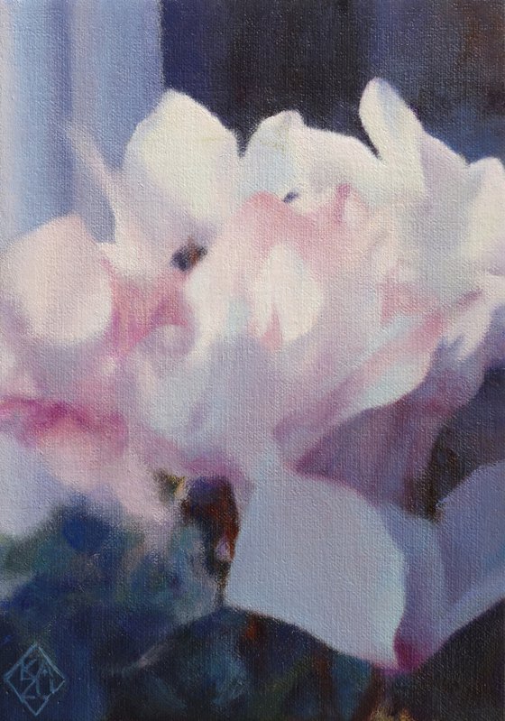 Cyclamen by the window