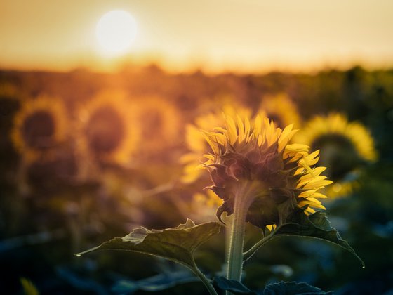 Golden Silence IV – Fading Glow