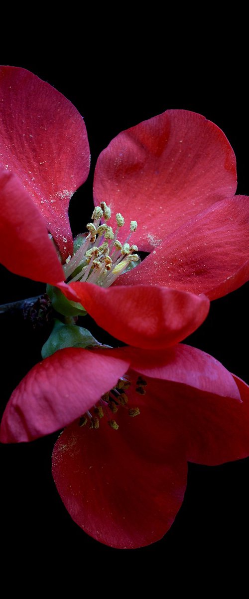 Red Quince Blossoms by Nadia Culph