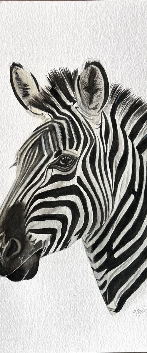 Zebra by Amelia Taylor