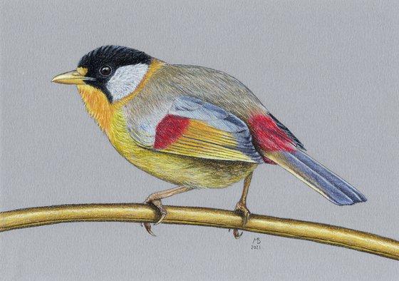 Original pastel drawing "Silver-Eared Mesia"